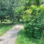 image of lot for sale